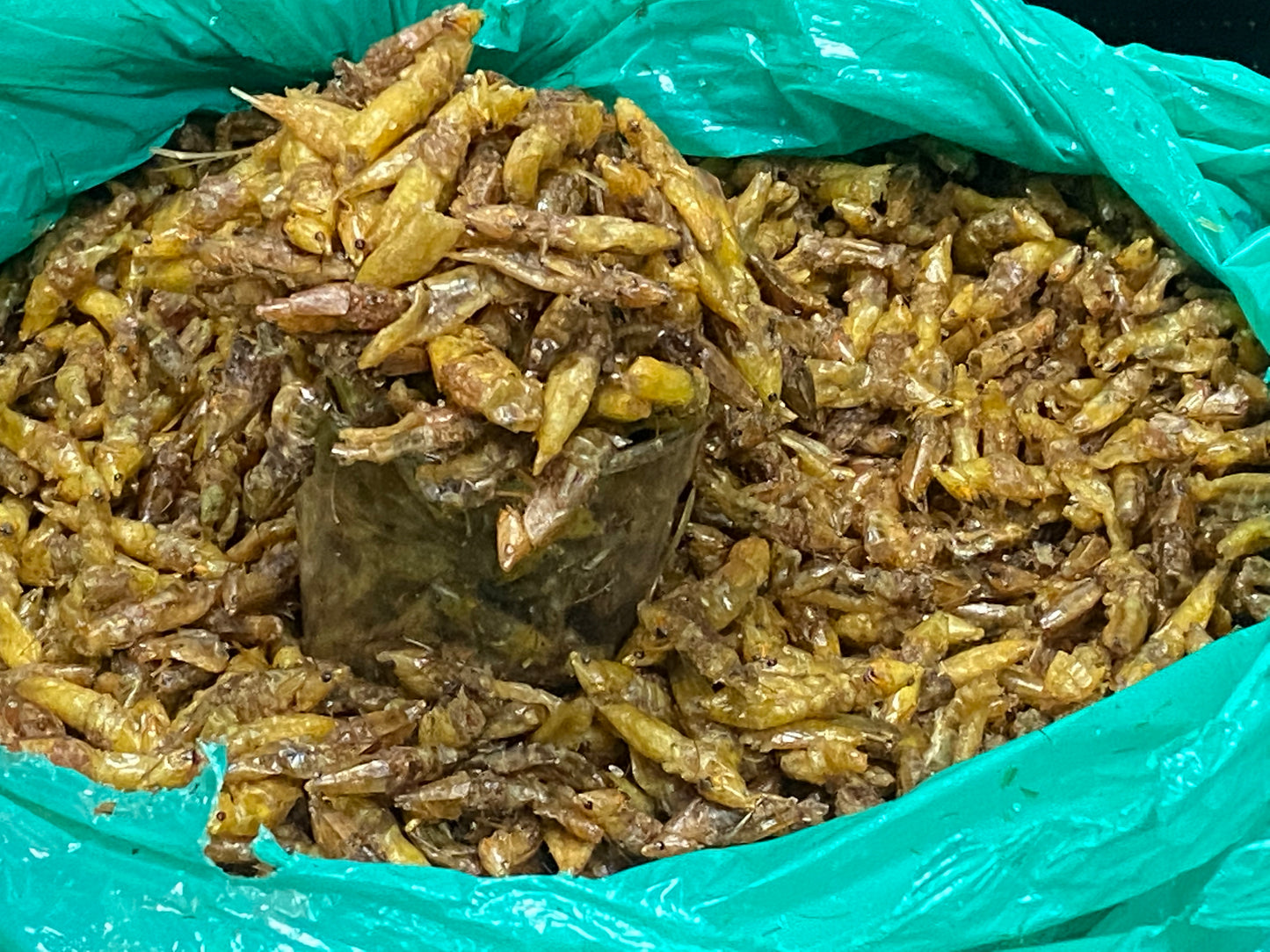 Nsenene/ Grasshoppers